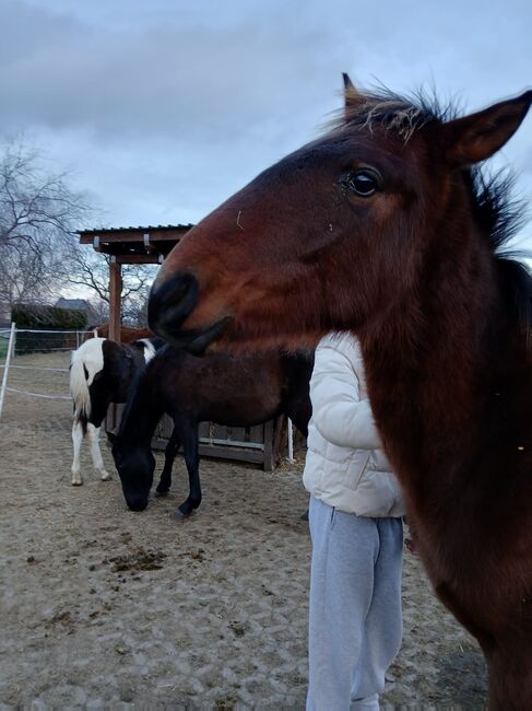 Andalusier PRE Cruzado Spanier Absetzer Fohlen, Arlt, Horses For Sale, Ballenstedt , Image 5