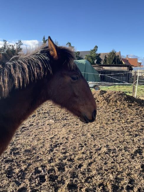 Andalusier PRE Cruzado Spanier Absetzer Fohlen, Arlt, Horses For Sale, Ballenstedt , Image 11