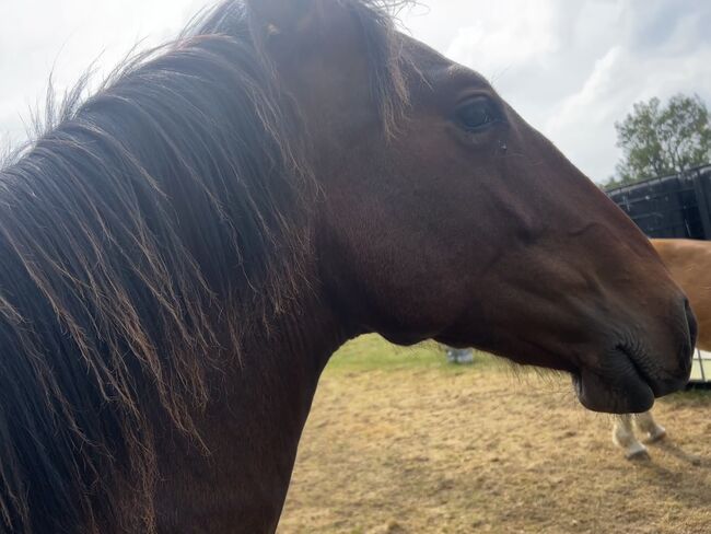 Andalusier PRE Wallach sucht Traumzuhause, Arlt, Horses For Sale, Ballenstedt 