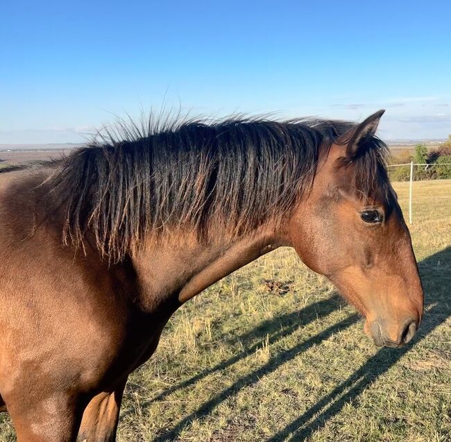 Andalusier PRE Wallach sucht Traumzuhause, Arlt, Horses For Sale, Ballenstedt 