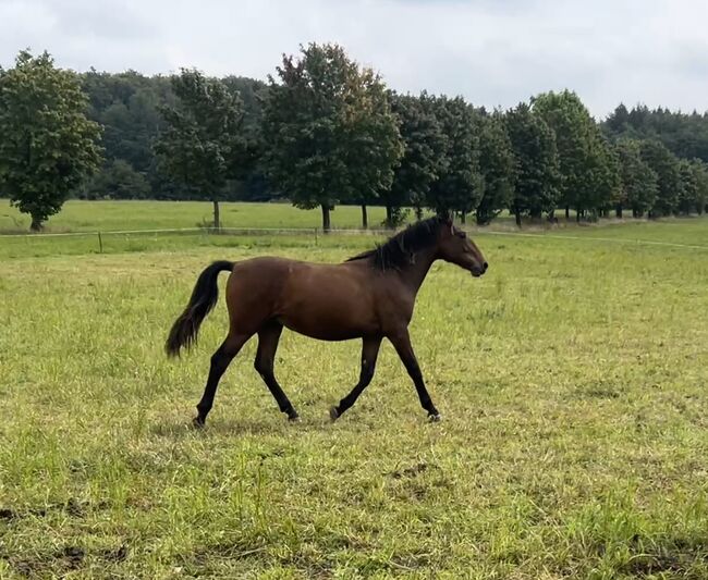 Andalusier PRE Wallach sucht Traumzuhause, Arlt, Horses For Sale, Ballenstedt , Image 5