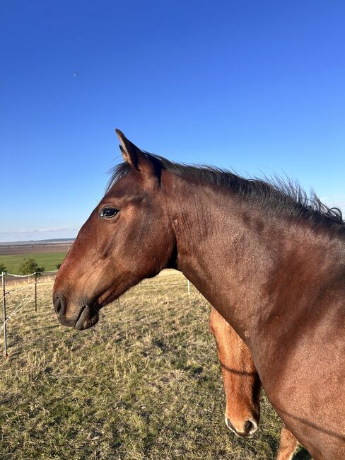 Andalusier PRE Wallach sucht Traumzuhause, Arlt, Horses For Sale, Ballenstedt , Image 5