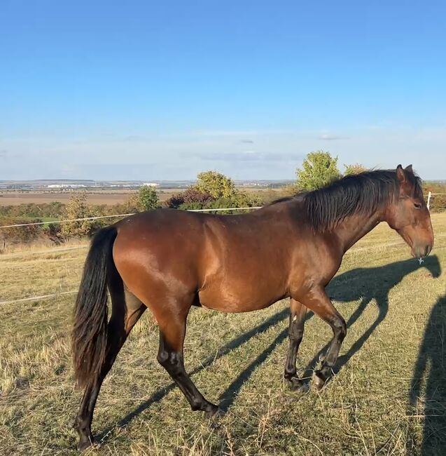 Andalusier PRE Wallach sucht Traumzuhause, Arlt, Horses For Sale, Ballenstedt , Image 3