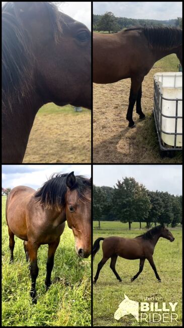 Andalusier PRE Wallach sucht Traumzuhause, Arlt, Horses For Sale, Ballenstedt , Image 9