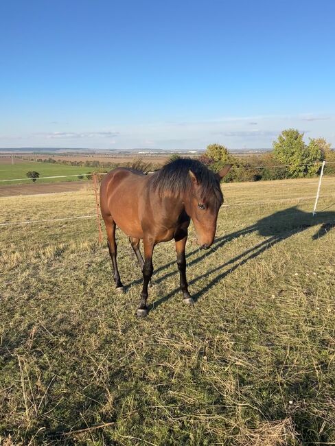Andalusier PRE Wallach sucht Traumzuhause, Arlt, Horses For Sale, Ballenstedt , Image 4