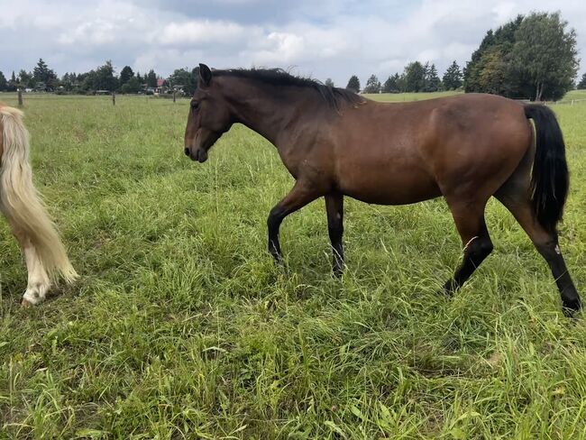 Andalusier PRE Wallach sucht Traumzuhause, Arlt, Horses For Sale, Ballenstedt , Image 4