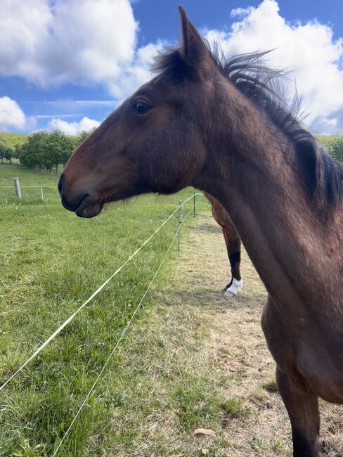 Andalusier PRE Spanier Nachwuchspferd, Arlt, Horses For Sale, Ballenstedt 