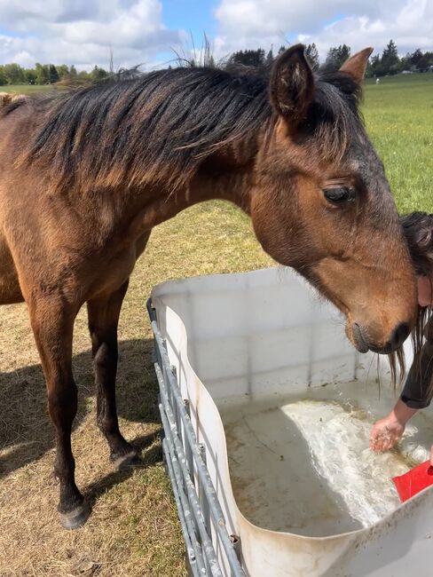 Andalusier PRE Spanier Nachwuchspferd, Arlt, Horses For Sale, Ballenstedt , Image 2