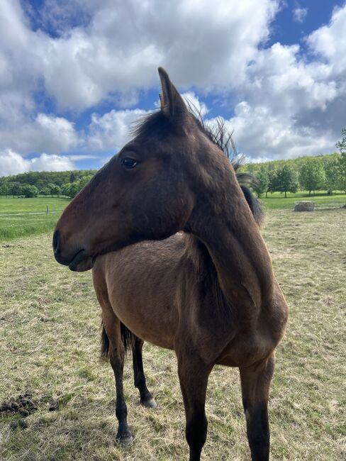 Andalusier PRE Spanier Nachwuchspferd, Arlt, Horses For Sale, Ballenstedt , Image 6