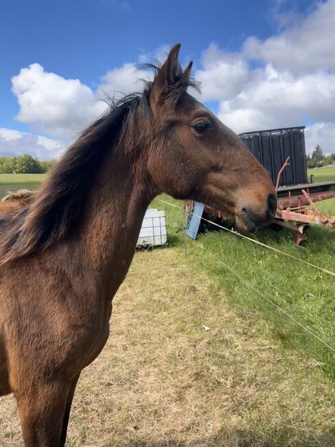 Andalusier PRE Spanier Nachwuchspferd, Arlt, Horses For Sale, Ballenstedt , Image 5