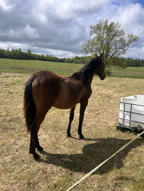 Andalusier PRE Spanier Nachwuchspferd, Arlt, Horses For Sale, Ballenstedt , Image 8