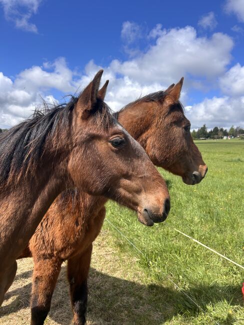 Andalusier PRE Spanier Nachwuchspferd, Arlt, Horses For Sale, Ballenstedt , Image 4