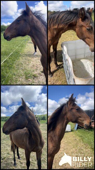 Andalusier PRE Spanier Nachwuchspferd, Arlt, Horses For Sale, Ballenstedt , Image 9