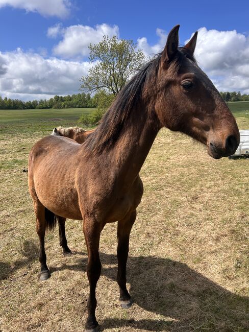 Andalusier PRE Spanier Nachwuchspferd, Arlt, Horses For Sale, Ballenstedt , Image 3