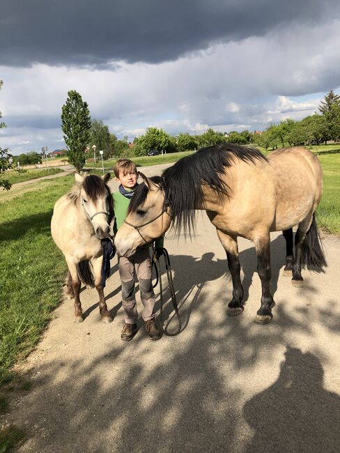 Andalusier und Welsh A Wallache, nur zusammen, Nic, Horses For Sale, Heiningen, Image 2