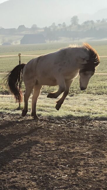 Andalusier und Welsh A Wallache, nur zusammen, Nic, Horses For Sale, Heiningen, Image 3