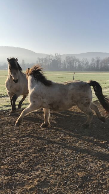 Andalusier und Welsh A Wallache, nur zusammen, Nic, Horses For Sale, Heiningen, Image 5