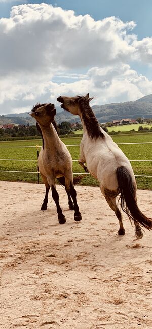 Andalusier und Welsh A Wallache, nur zusammen, Nic, Horses For Sale, Heiningen, Image 7