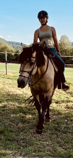 Andalusier und Welsh A Wallache, nur zusammen, Nic, Horses For Sale, Heiningen, Image 8