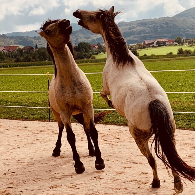 Andalusier und Welsh A Wallache, nur zusammen, Nic, Horses For Sale, Heiningen