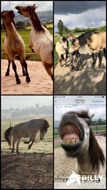 Andalusier und Welsh A Wallache, nur zusammen, Nic, Horses For Sale, Heiningen, Image 17