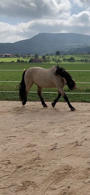 Andalusier und Welsh A Wallache, nur zusammen, Nic, Horses For Sale, Heiningen, Image 11