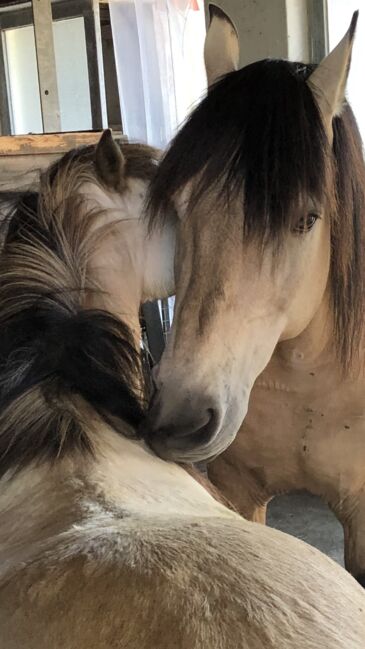 Andalusier und Welsh A Wallache, nur zusammen, Nic, Horses For Sale, Heiningen, Image 12
