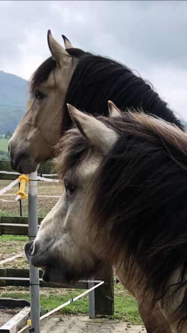 Andalusier und Welsh A Wallache, nur zusammen, Nic, Horses For Sale, Heiningen, Image 16