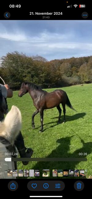 Verschmuster Andalusier sucht seinen Menschen, Arlt, Horses For Sale, Ballenstedt , Image 8