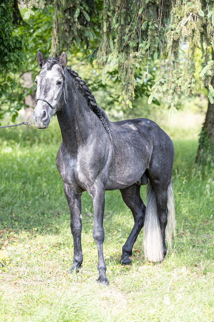 andalusicher Chameur mit Traumoptik, Nikita Killius , Pferd kaufen, Lahr/Schwarzwald, Abbildung 3