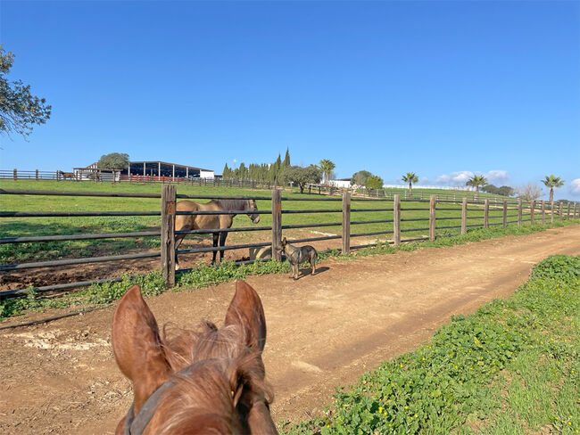 Andalusien, Provinz Huelva, Paterna del Campo - grosse Finca für Pfere/ Rinder zu verkaufen, Sabine Wesseln, Maras World of Horses (Maras World of Horses, Maras World Solutions S.L.), Equestrian Properties, Paterna del Campo, Image 4