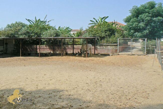 Andalusien, Provinz Sevilla, La Puebla del Rio - Haus mit Pferdestall zu verkaufen, Sabine Wesseln, Maras World of Horses (Maras World of Horses, Maras World Solutions S.L.), Equestrian Properties, La Puebla del Rio, Image 9