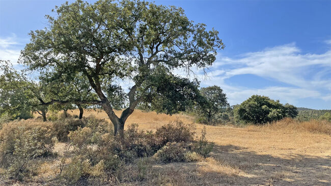 Andalusien, Provinz Huelva, Paterna del Campo - grosse Finca für Pfere/ Rinder zu verkaufen, Sabine Wesseln, Maras World of Horses (Maras World of Horses, Maras World Solutions S.L.), Equestrian Properties, Paterna del Campo, Image 8