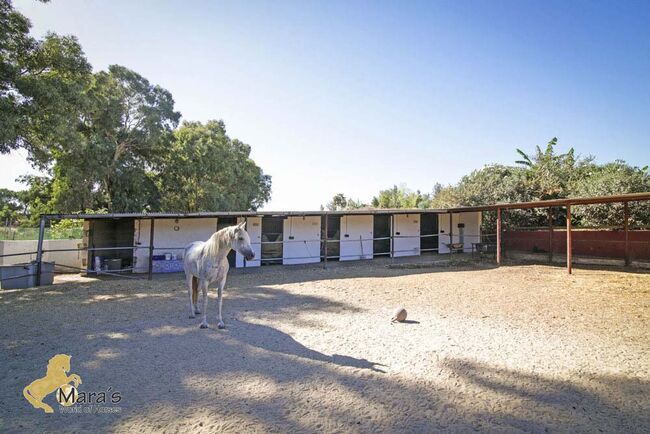 Andalusien, Provinz Sevilla, La Puebla del Rio - Haus mit Pferdestall zu verkaufen, Sabine Wesseln, Maras World of Horses (Maras World of Horses, Maras World Solutions S.L.), Pferdeimmobilien, La Puebla del Rio, Abbildung 8