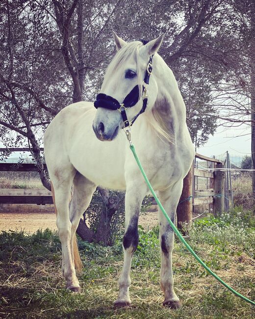 Andalusier Cherokee lieber Wallach angeritten, Post-Your-Horse.com (Caballoria S.L.), Konie na sprzedaż, Rafelguaraf