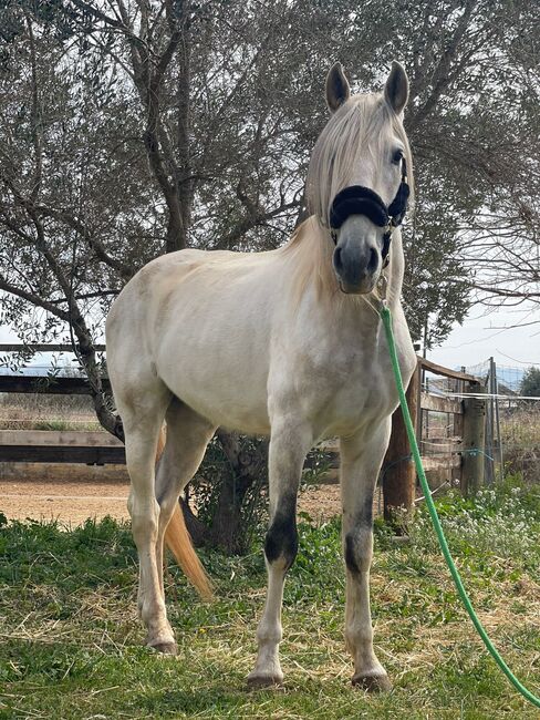 Andalusier Cherokee lieber Wallach angeritten, Post-Your-Horse.com (Caballoria S.L.), Pferd kaufen, Rafelguaraf, Abbildung 4