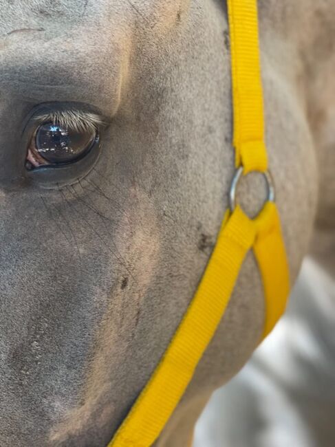 Andalusier Cherokee lieber Wallach angeritten, Post-Your-Horse.com (Caballoria S.L.), Pferd kaufen, Rafelguaraf, Abbildung 5