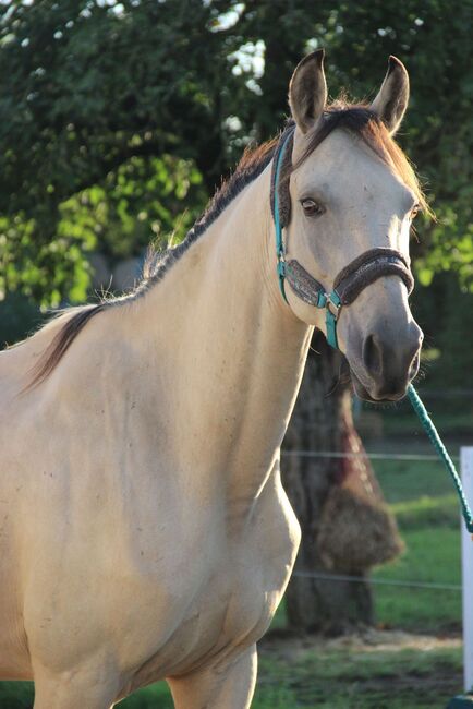 Andalusier / Cruzado Stute, Shirin Sahin, Horses For Sale, Altenstadt , Image 2