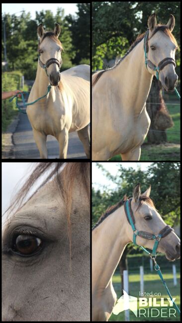 Andalusier / Cruzado Stute, Shirin Sahin, Horses For Sale, Altenstadt , Image 7