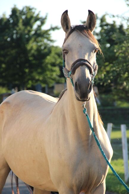 Andalusier / Cruzado Stute, Shirin Sahin, Horses For Sale, Altenstadt , Image 5