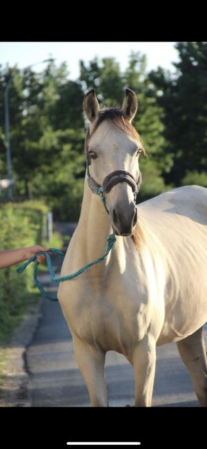 Andalusier / Cruzado Stute, Shirin Sahin, Pferd kaufen, Altenstadt 