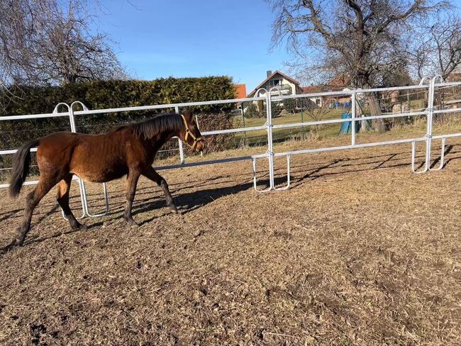 Verschmuster Andalusier sucht seinen Menschen, Arlt, Horses For Sale, Ballenstedt , Image 3