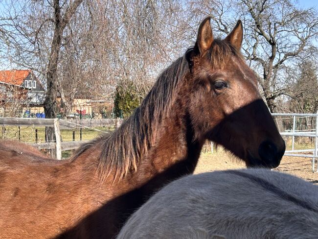 Verschmuster Andalusier sucht seinen Menschen, Arlt, Horses For Sale, Ballenstedt , Image 2