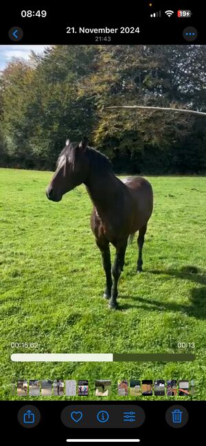 Verschmuster Andalusier sucht seinen Menschen, Arlt, Horses For Sale, Ballenstedt , Image 7