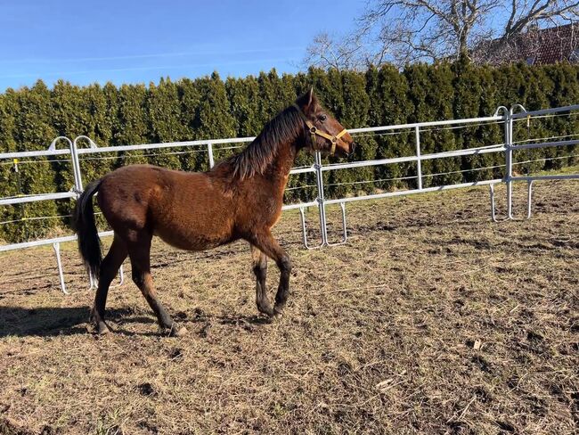 Verschmuster Andalusier sucht seinen Menschen, Arlt, Horses For Sale, Ballenstedt , Image 5