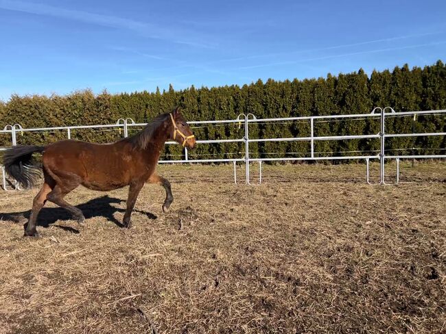 Verschmuster Andalusier sucht seinen Menschen, Arlt, Horses For Sale, Ballenstedt , Image 4