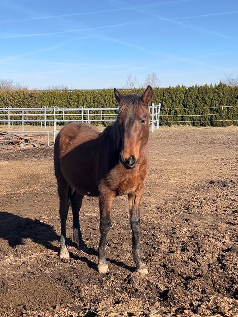 Verschmuster Andalusier sucht seinen Menschen, Arlt, Horses For Sale, Ballenstedt , Image 6