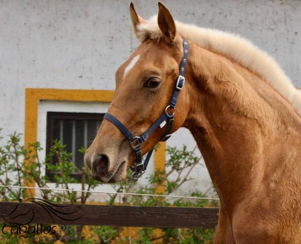 Andalusier Palomino Hengst - 1 jährig - wächst in der Herde auf, Thomas Adams (Caballos PRE), Pferd kaufen, Bell, Abbildung 6