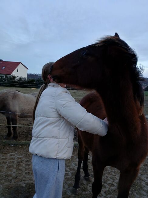 Andalusier PRE Cruzado Spanier Absetzer Fohlen, Arlt, Horses For Sale, Ballenstedt , Image 3