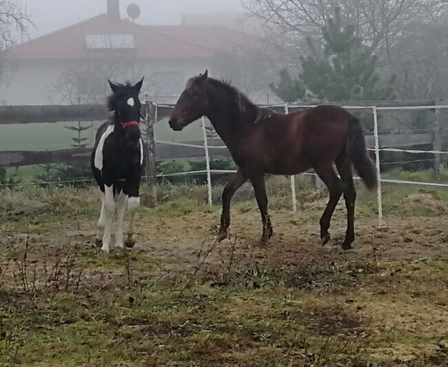 Andalusier PRE Cruzado Spanier Absetzer Fohlen, Arlt, Horses For Sale, Ballenstedt , Image 12